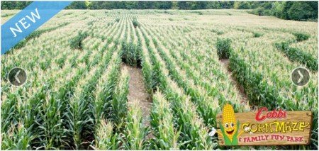 Cobb's Corn Maze