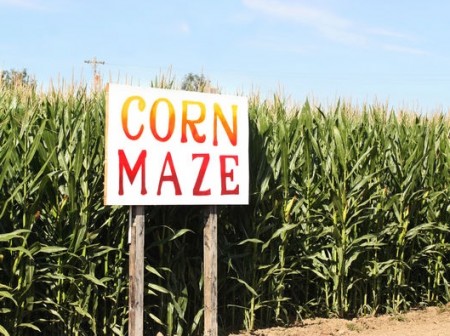 Cobb’s Corn Maze & Family Fun Park